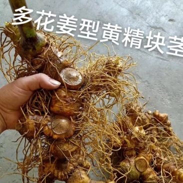 2024新品多花姜形甜黄精不倒苗黄精鲜货批发