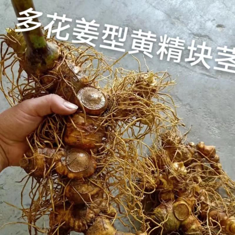 2024新品多花姜形甜黄精不倒苗黄精鲜货批发