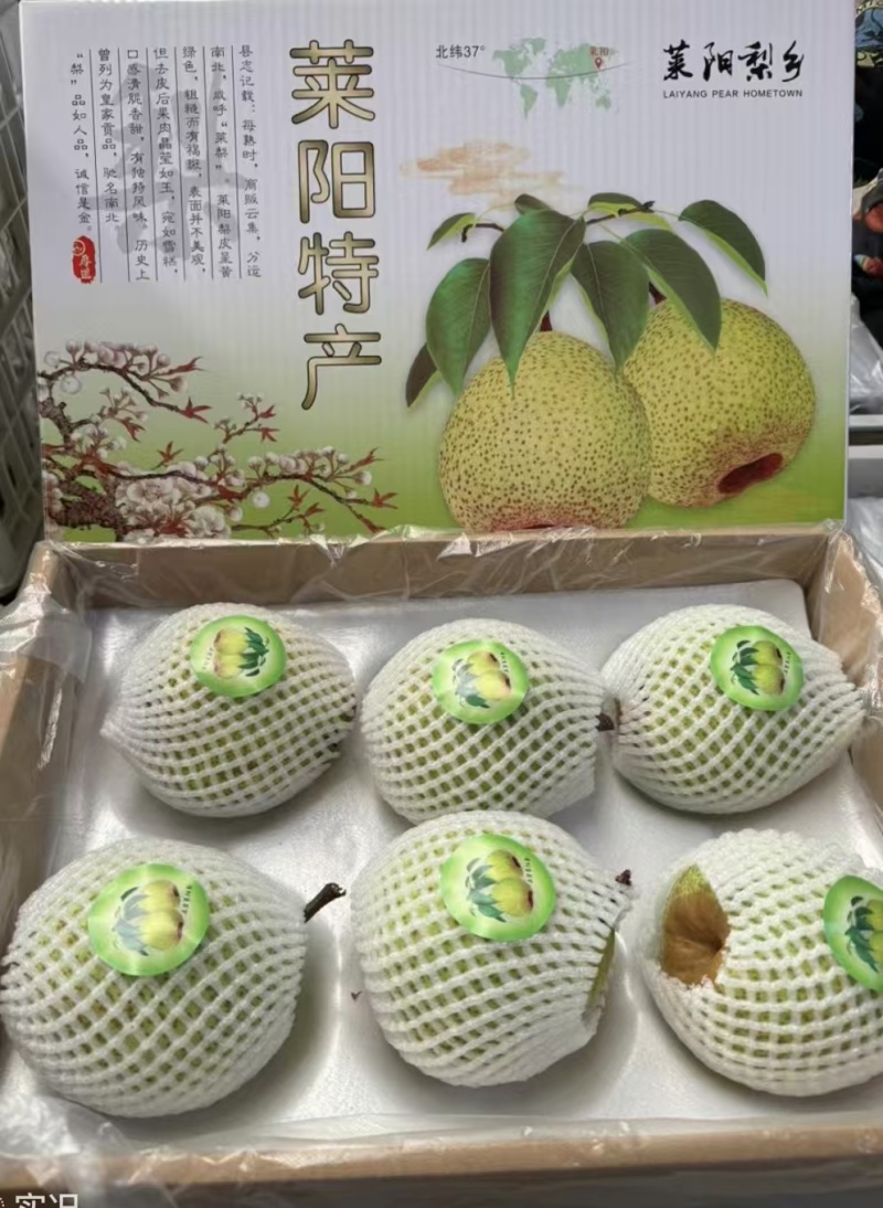 莱阳慈梨口感好脆甜大量上市欢迎来电咨询