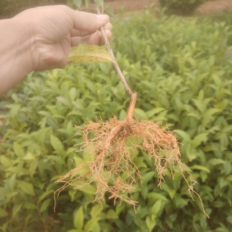 春雨一号、茶苗，基地直发，诚信经营，欢迎订购