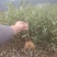 春雨一号、茶苗，基地直发，诚信经营，欢迎订购
