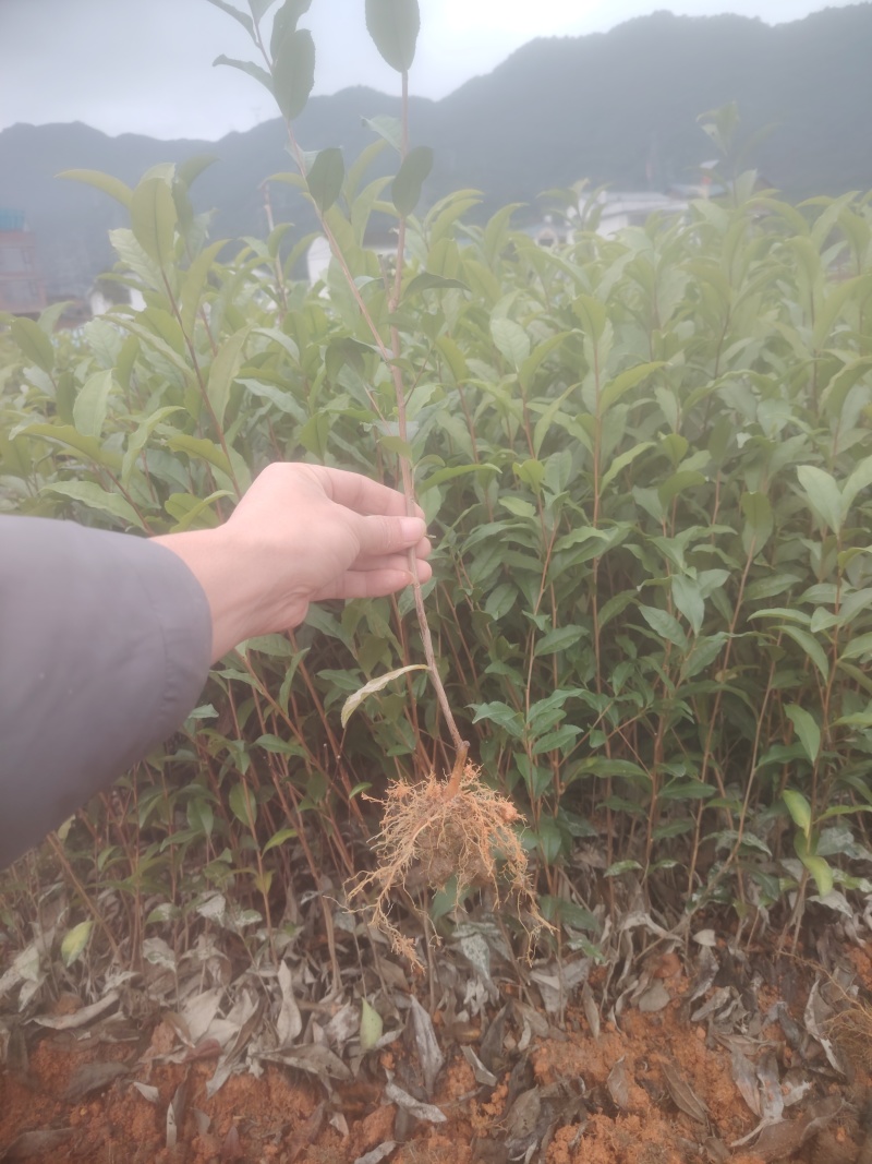 春雨一号、茶苗，基地直发，诚信经营，欢迎订购