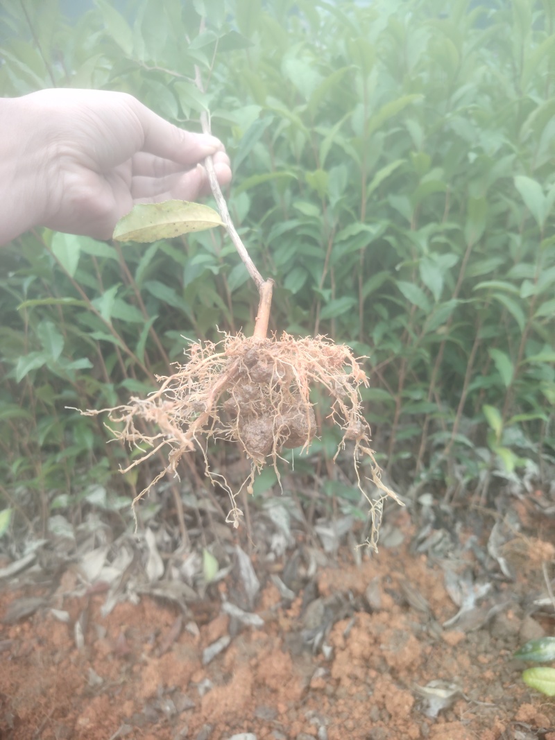 春雨一号、茶苗，基地直发，诚信经营，欢迎订购