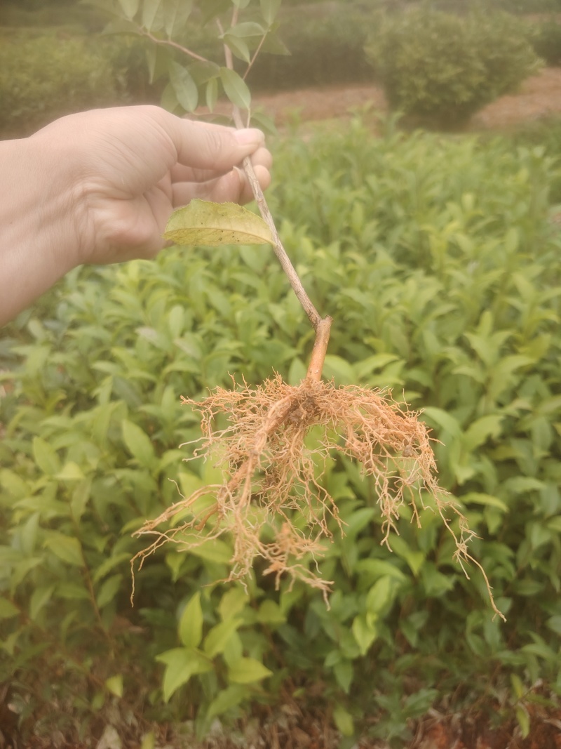 春雨一号、茶苗，基地直发，诚信经营，欢迎订购