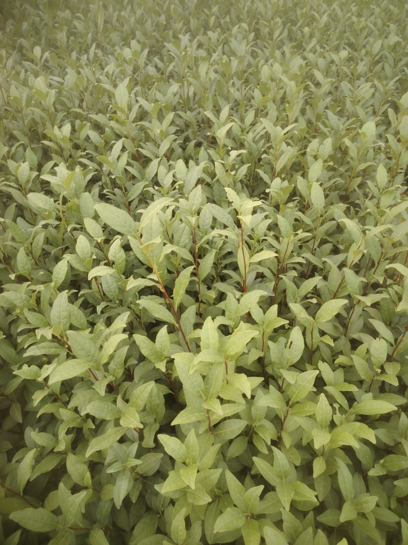 春雨一号、茶苗，基地直发，诚信经营，欢迎订购