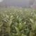 春雨一号、茶苗，基地直发，诚信经营，欢迎订购