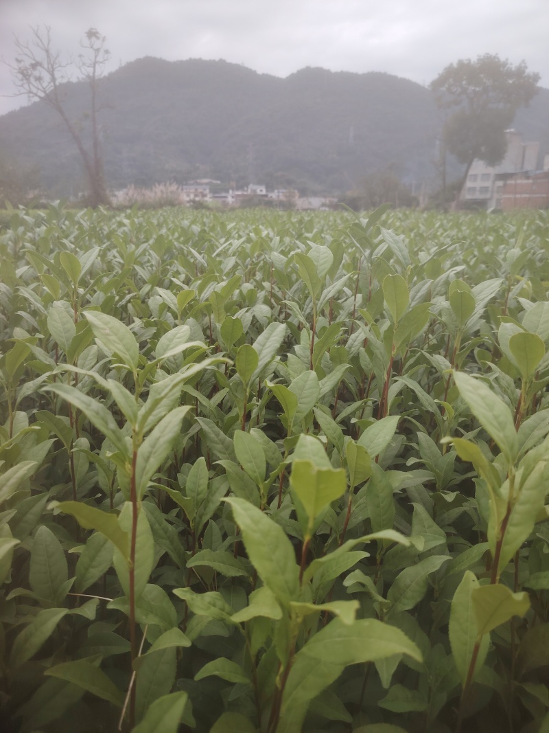 春雨一号、茶苗，基地直发，诚信经营，欢迎订购