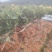 春雨一号、茶苗，基地直发，诚信经营，欢迎订购