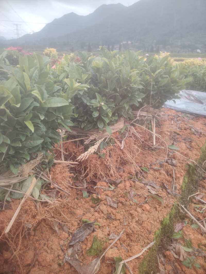 春雨一号、茶苗，基地直发，诚信经营，欢迎订购