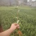 春雨一号、茶苗，基地直发，诚信经营，欢迎订购