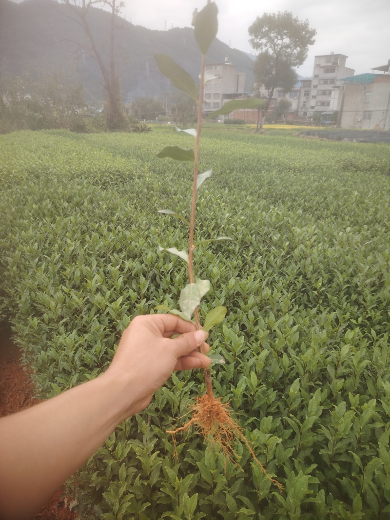 春雨一号、茶苗，基地直发，诚信经营，欢迎订购