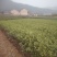 春雨一号、茶苗，基地直发，诚信经营，欢迎订购
