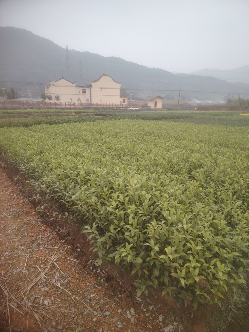 春雨一号、茶苗，基地直发，诚信经营，欢迎订购