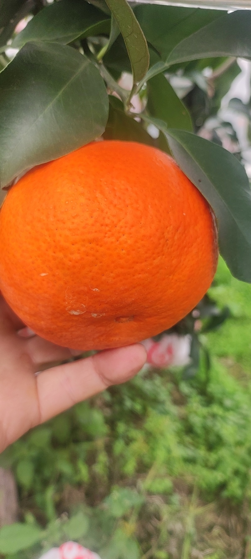 精品春见耙耙柑，货源充足产地直销，品质保证可视频看货