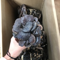 竹灵芝，2024新货，一手货源，保质保真，价格优惠