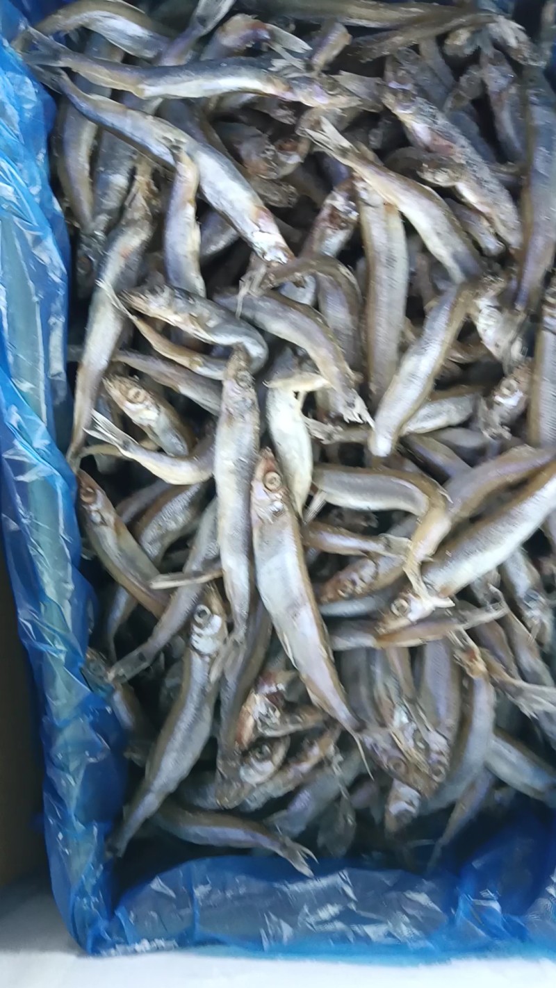 多春鱼满籽新鲜多籽鱼冷冻带籽鲜活烧烤海鲜油炸商用海鱼鱼类