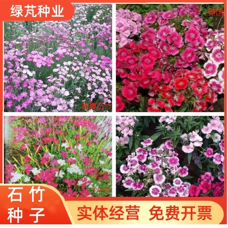 美国五彩石竹花种子常夏四季播种开花庭院花籽孑须苞石竹花种