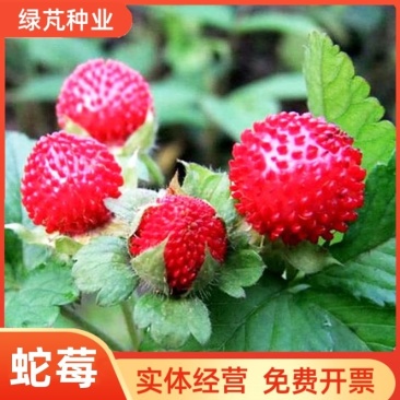 蛇莓种子野生草莓新种子多年生地被花籽草坪点缀庭院盆栽道
