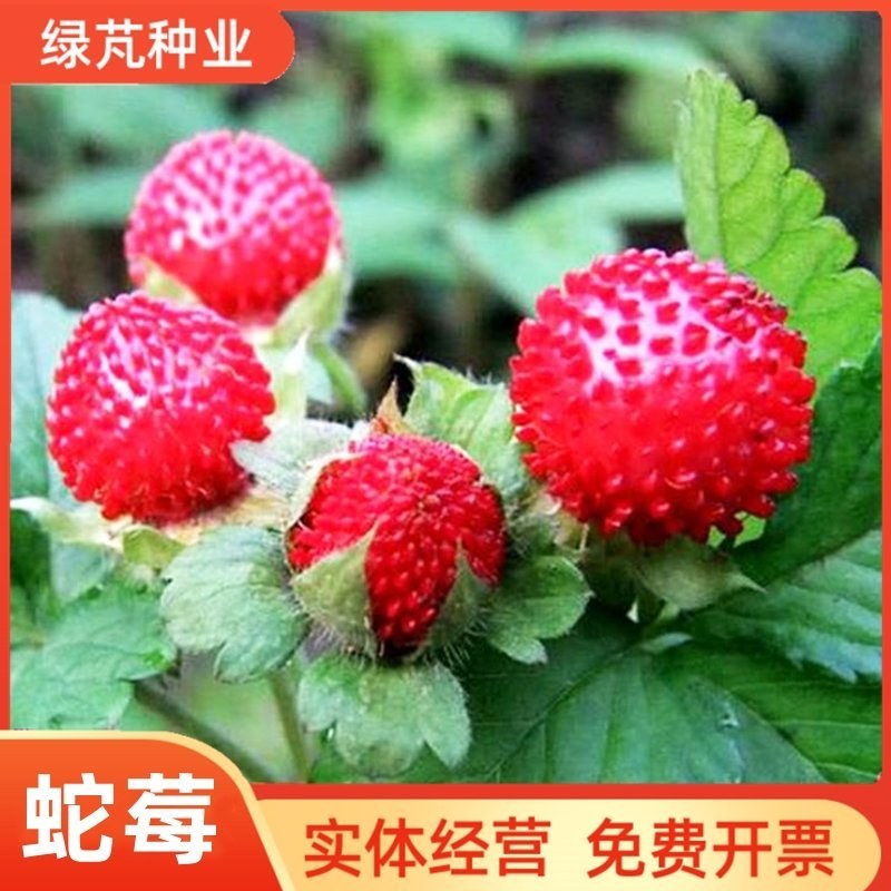 蛇莓种子野生草莓新种子多年生地被花籽草坪点缀庭院盆栽道