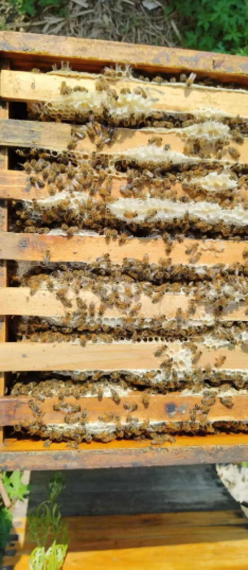 吉林椴树蜜大量批发全国供货品质保证量大价优欢迎来电