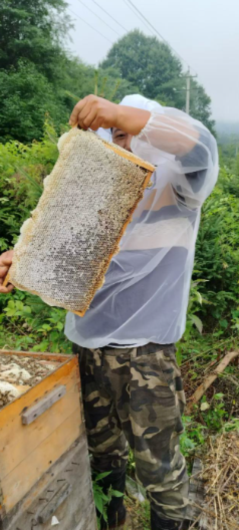 吉林椴树蜜大量批发全国供货品质保证量大价优欢迎来电