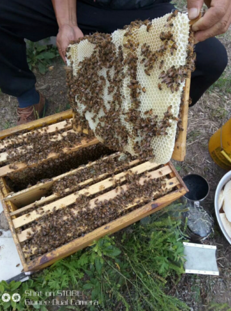 吉林椴树蜜大量批发全国供货品质保证量大价优欢迎来电