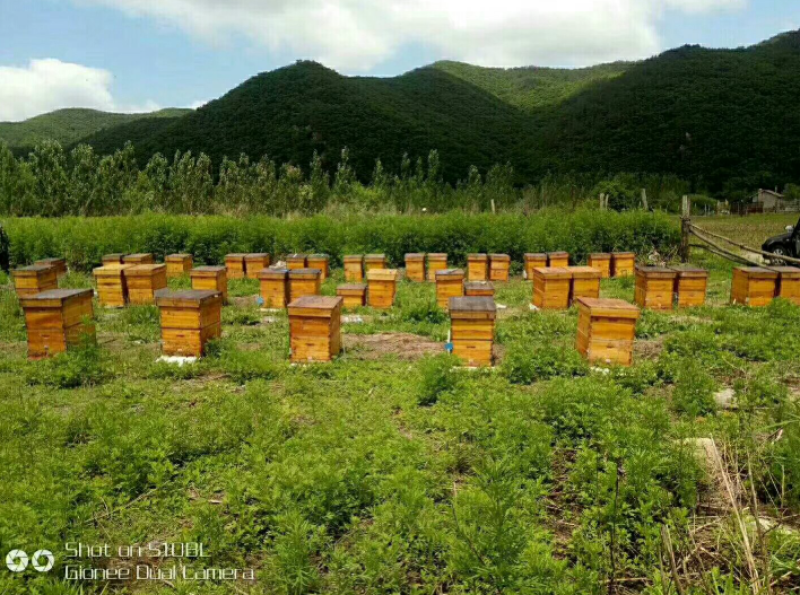 吉林椴树蜜大量批发全国供货品质保证量大价优欢迎来电