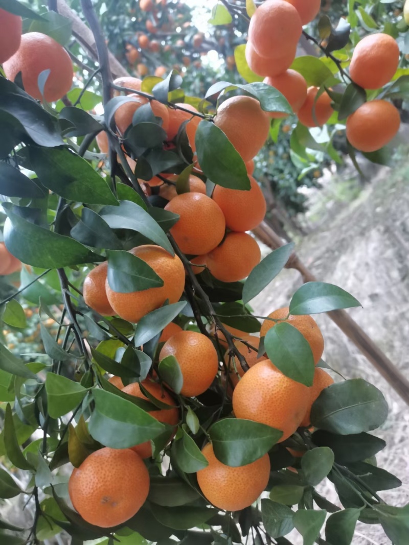 广西百色西林县正宗砂糖橘！代办代发！对接电商、市场、团购