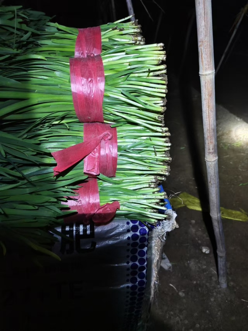 【接受预定】韭菜新鲜货品价格电议欢迎进店联系