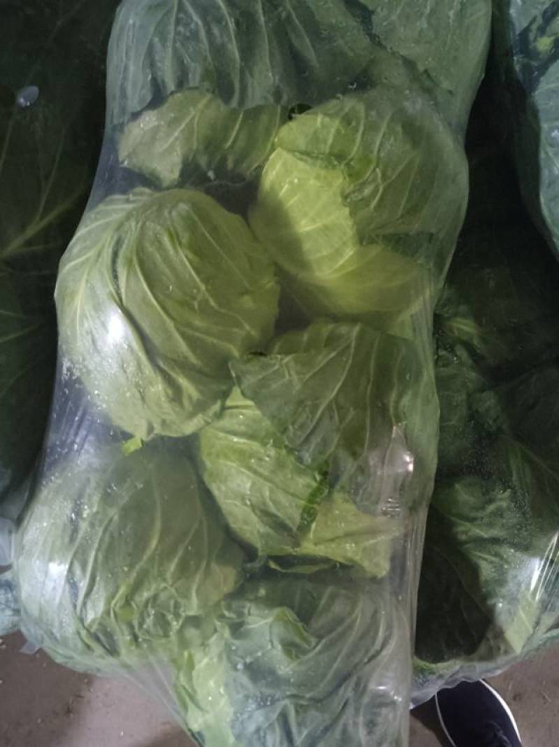 新鲜苏州甘蓝，当地产地直供，品质保证，**特惠，快来选购！