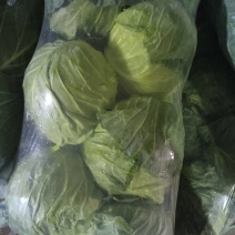 新鲜苏州甘蓝，当地产地直供，品质保证，**特惠，快来选购！