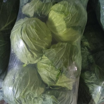 新鲜苏州甘蓝，当地产地直供，品质保证，**特惠，快来选购！