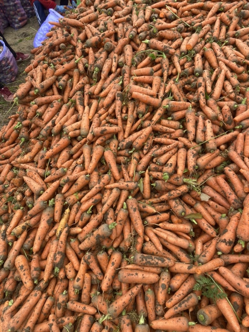 南阳胡萝卜供应各大市场电商，价格优惠