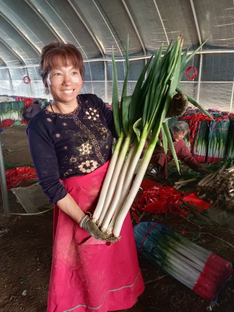 费县郭家铁杆大葱加工厂纯白30～40公分，粗度2至3公分