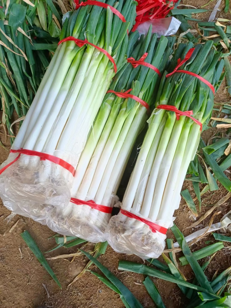 费县郭家铁杆大葱加工厂纯白30～40公分，粗度2至3公分