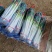 费县郭家铁杆大葱加工厂纯白30～40公分，粗度2至3公分