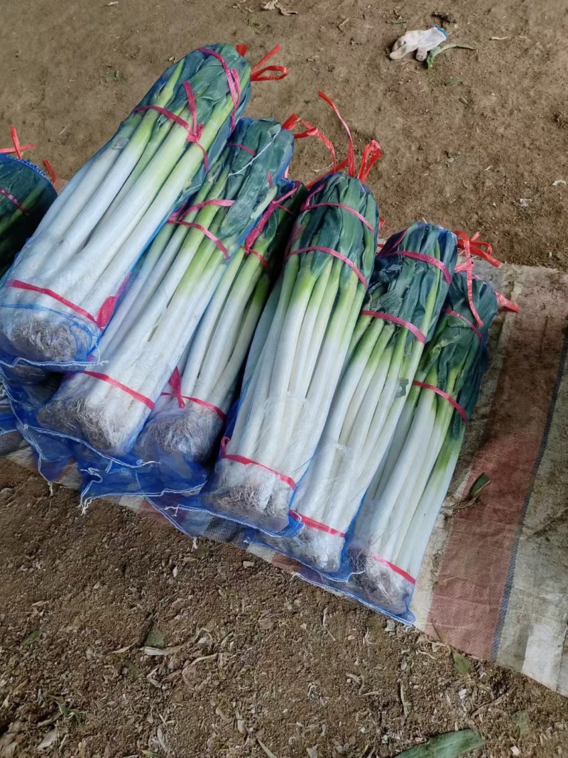 费县郭家铁杆大葱加工厂纯白30～40公分，粗度2至3公分