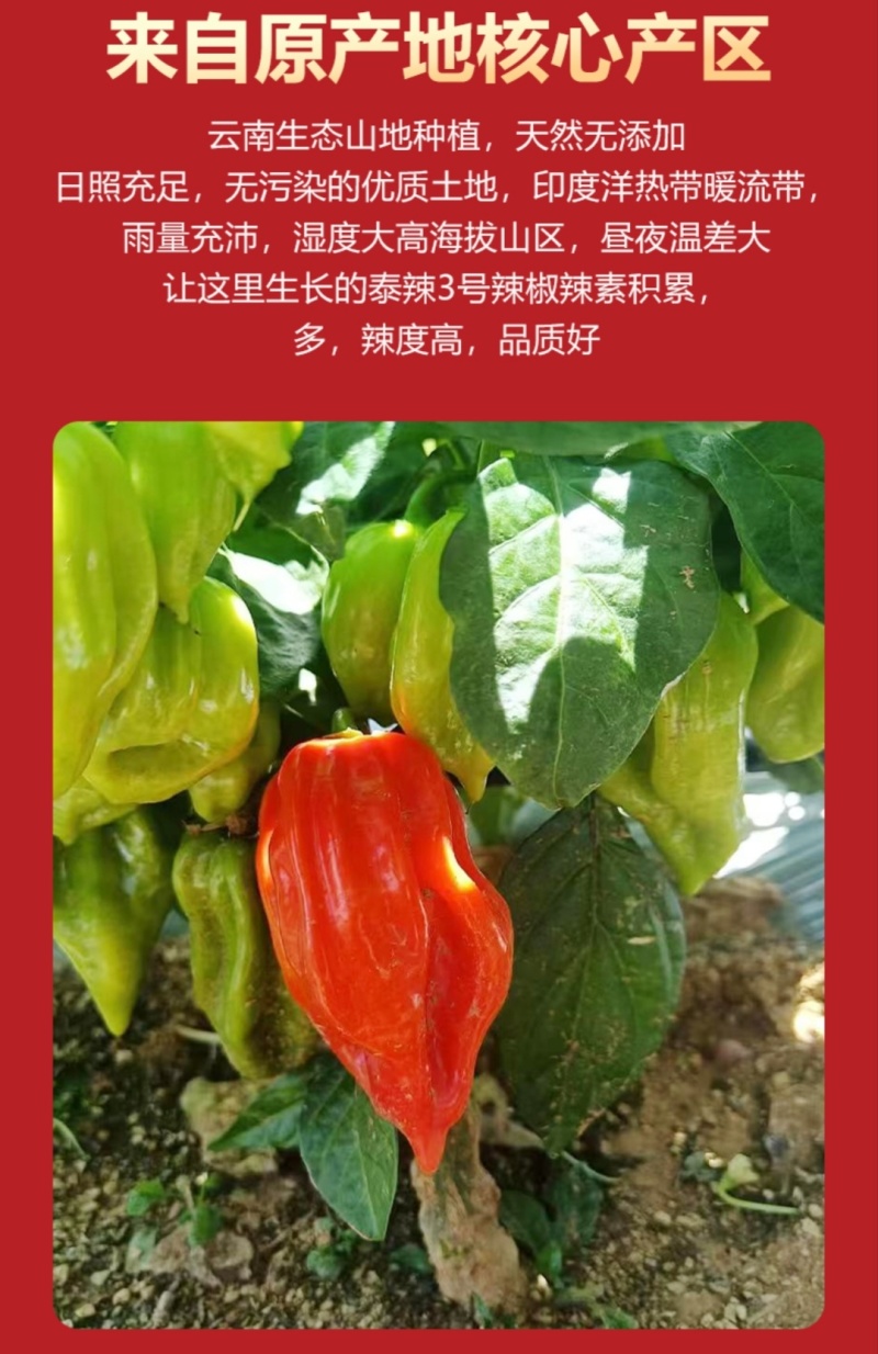 【推荐】泰辣2号干辣椒面辣椒粉一手货源量大价优欢迎咨询