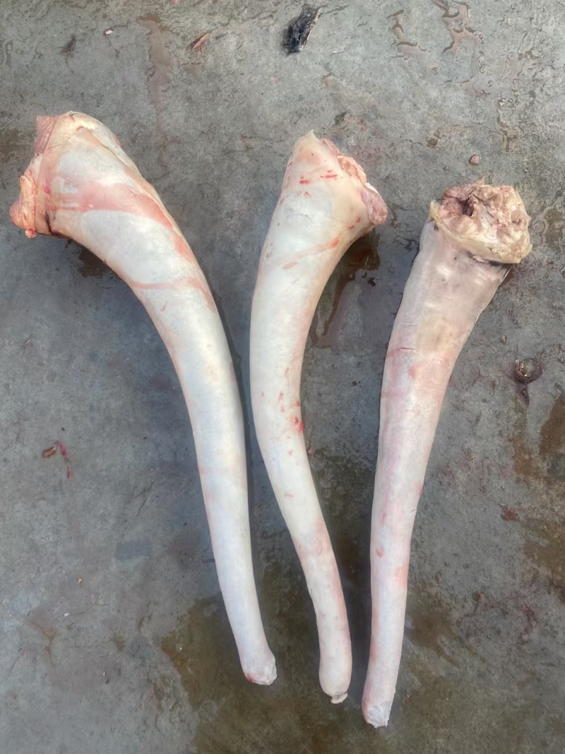 新鲜驴尾巴现货自家屠宰场大量供应纯水退干净无毛