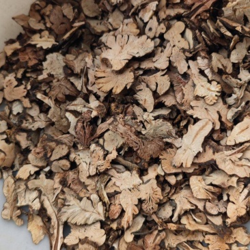 云南金荞麦大量供货品质上乘价格优惠欢迎来电洽谈合作