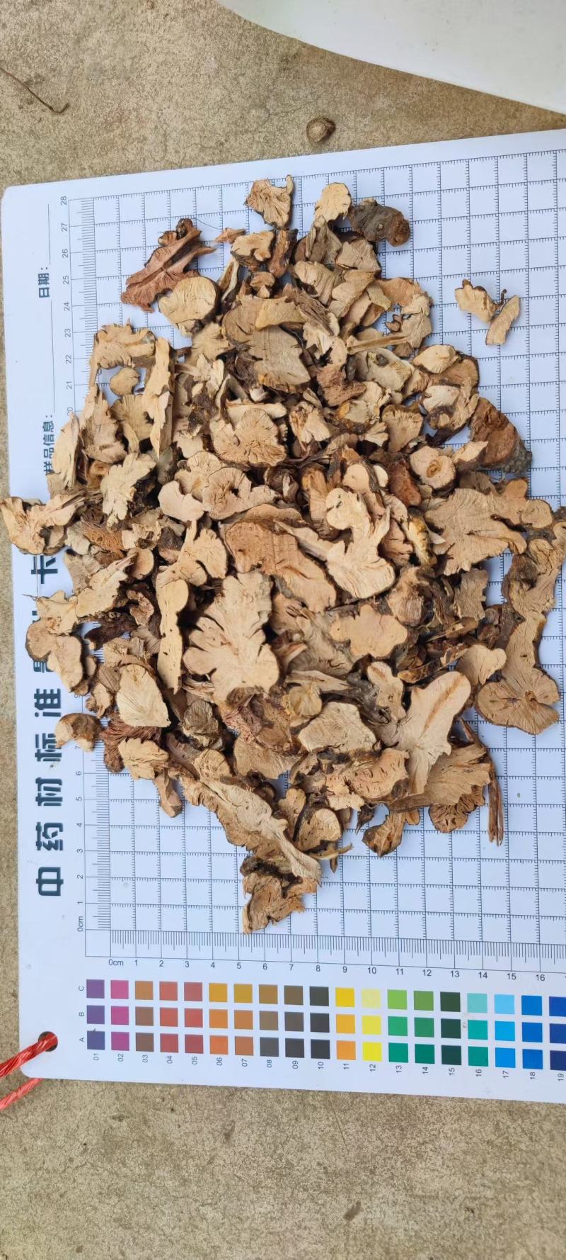 云南金荞麦大量供货品质上乘价格优惠欢迎来电洽谈合作