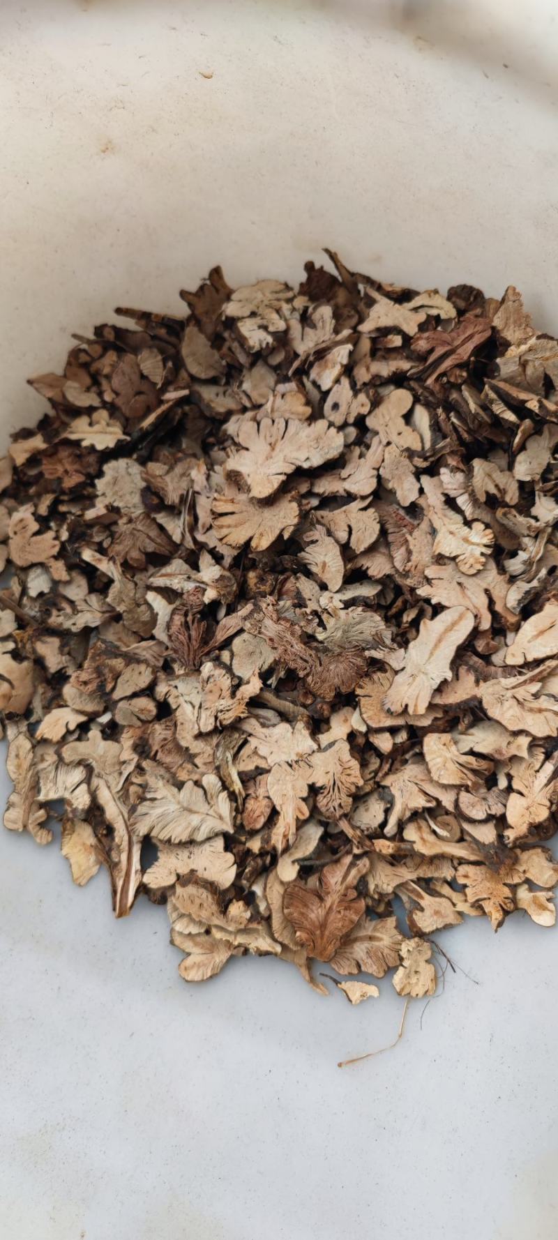 云南金荞麦大量供货品质上乘价格优惠欢迎来电洽谈合作