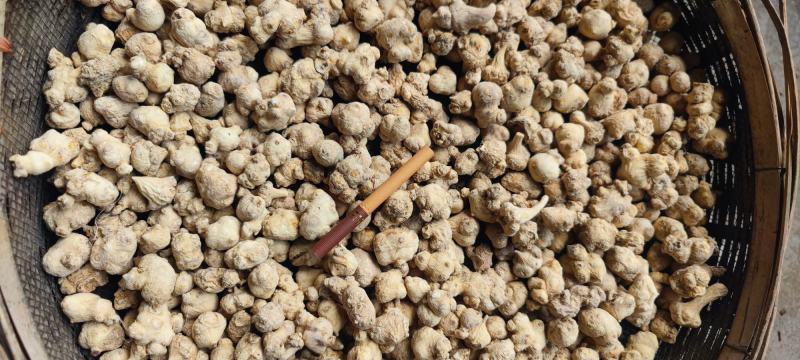 珠子参大量供货品质保证全国发货量大价优欢迎来电