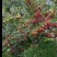 （精品推荐）盐源红花椒/四川花椒/大凉山花椒/产地批发