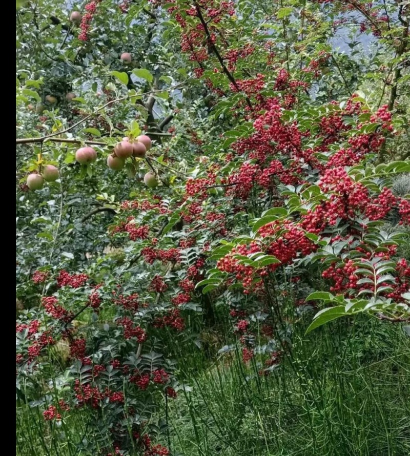 （精品推荐）盐源红花椒/四川花椒/大凉山花椒/产地批发