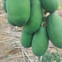 大青，大白，水果木瓜。大量供应。