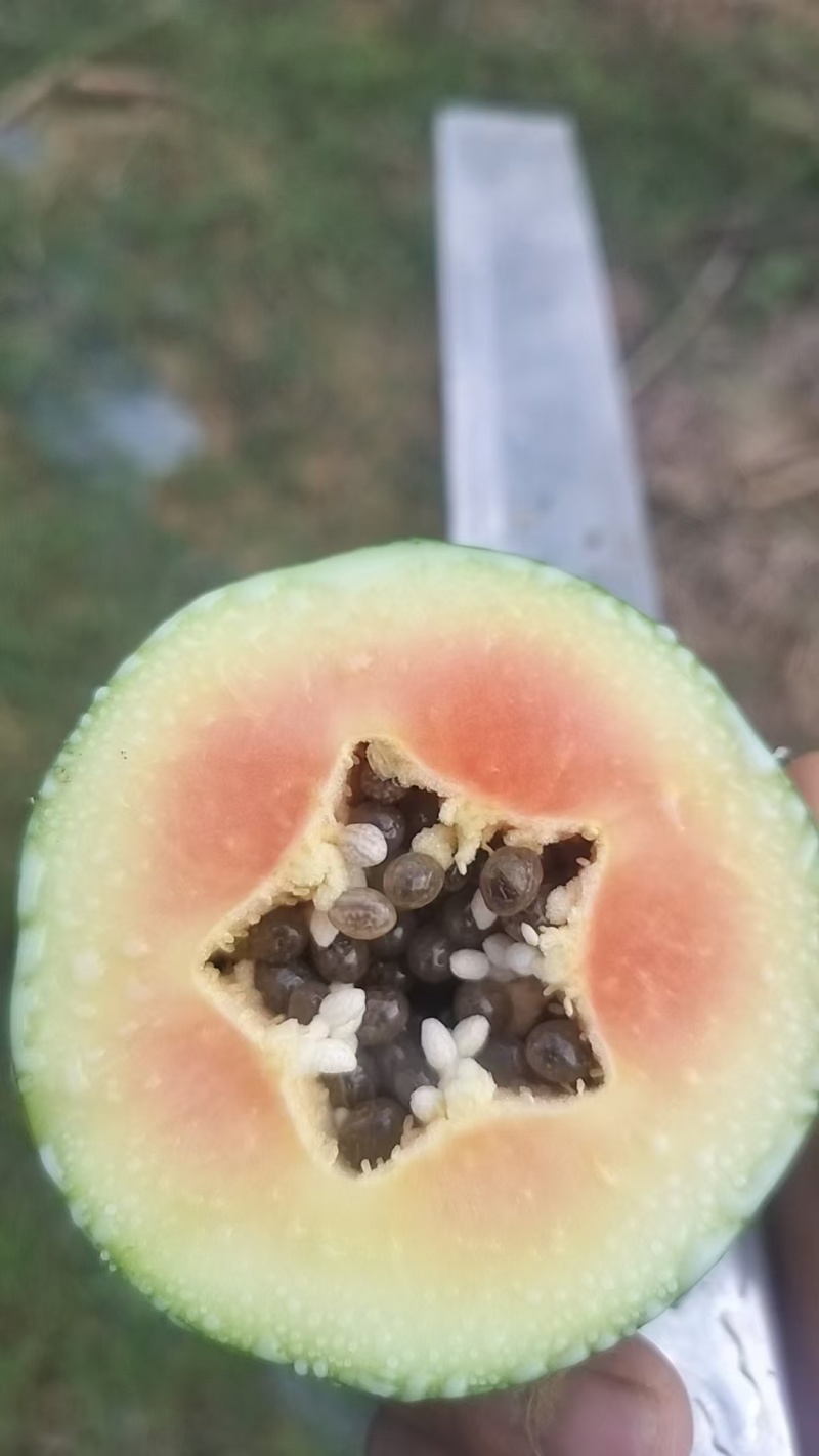 大青，大白，水果木瓜。大量供应。