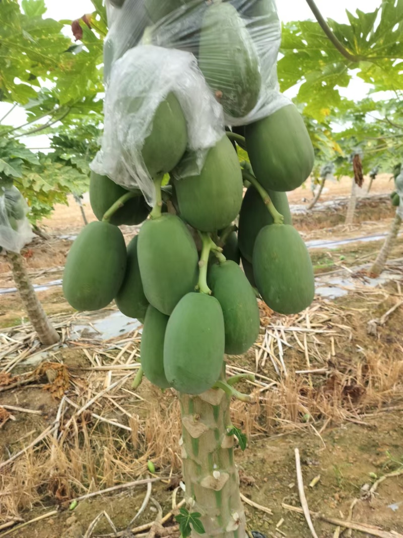 大青，大白，水果木瓜。大量供应。