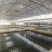 加州鲈鱼苗皖鲈一号工厂基地货源保质保量货源充足