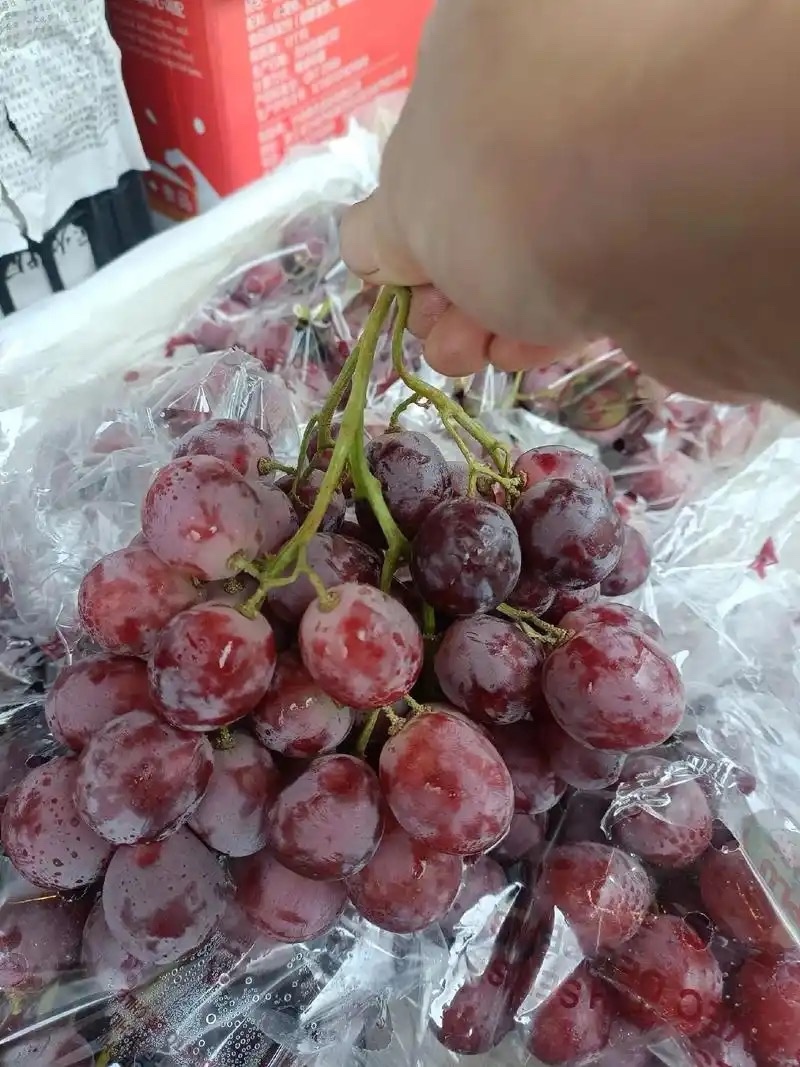 河北精品红提产地直发一手货源规格齐全对接电商市场欢迎电话